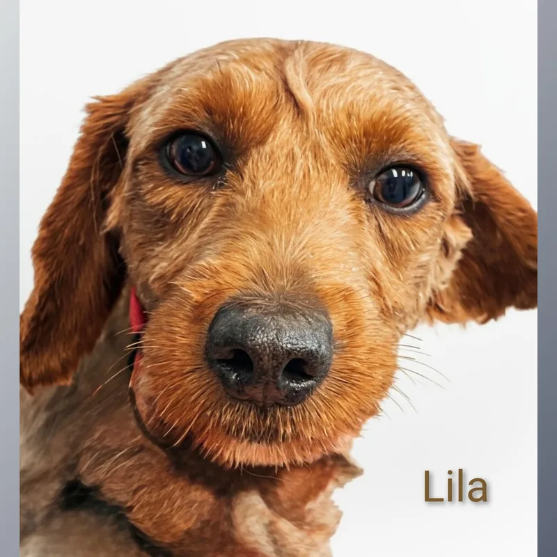 Lila thumbnail 3
