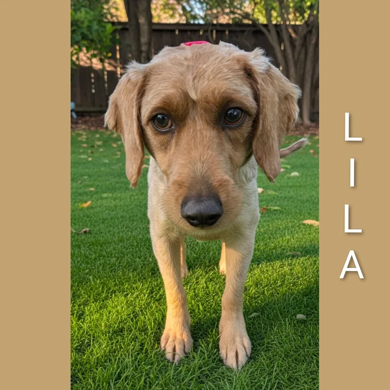 Lila thumbnail 4