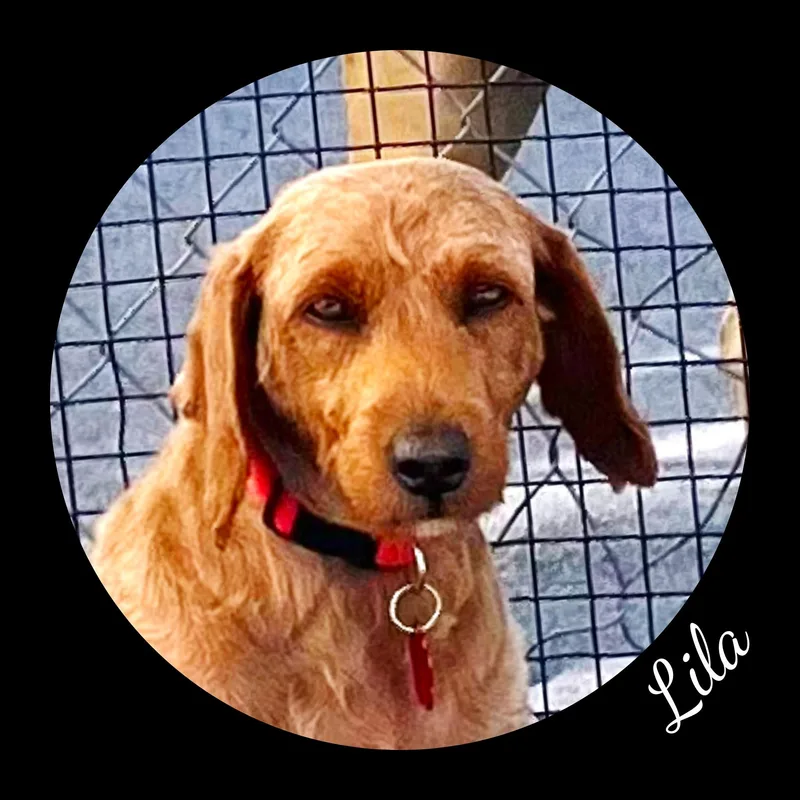Lila thumbnail 6