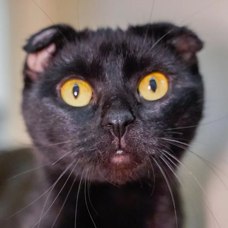 An adult small-sized female Black Domestic Short Hair cat named Nisha for adoption in Thomaston, ME
