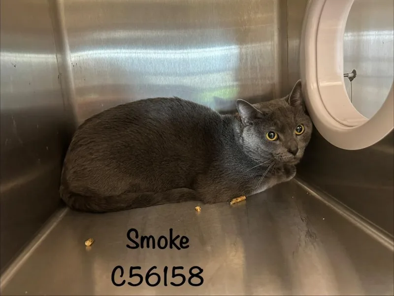 An adult medium-sized male Domestic Short Hair cat named Smoke for adoption in Clarksville, TN