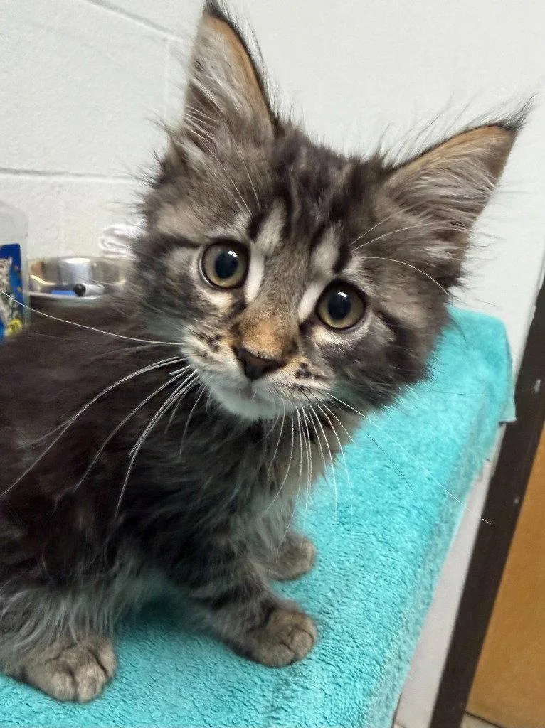 A baby medium-sized female Domestic Short Hair cat named Tansy for adoption in St. Helens, OR