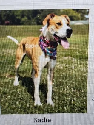 An adult large-sized female Mixed Breed dog named Sadie for adoption in Cincinnati, OH