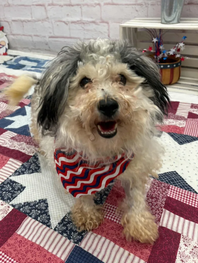 A young small-sized male Poodle dog named Max for adoption in Oxford, MI