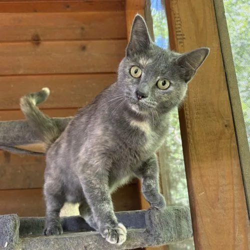 A young medium-sized female Tortoiseshell Dilute Tortoiseshell cat named Lola for adoption in Knoxville, TN