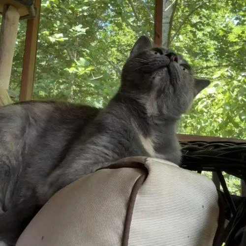 Lola thumbnail 4