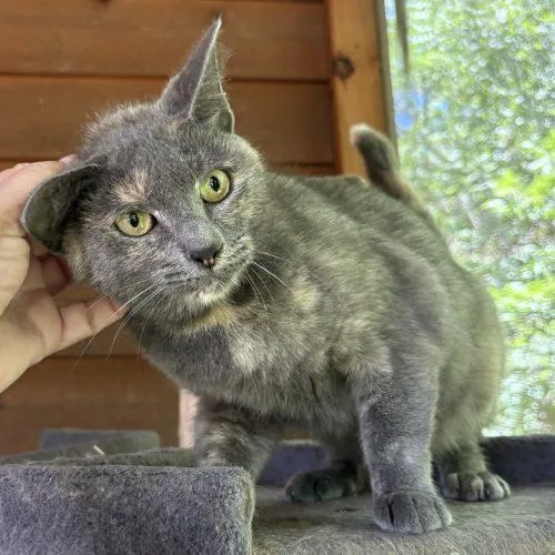 Lola thumbnail 5