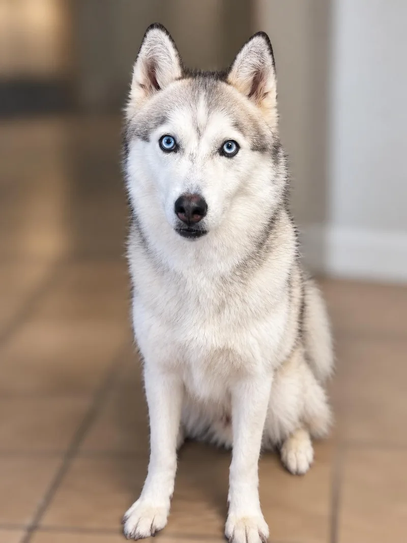 An adult medium-sized male Siberian Husky dog named Apollo for adoption in Norwich, NY