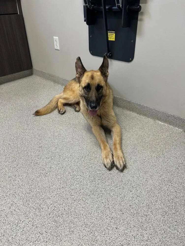 An adult large-sized male German Shepherd Dog dog named Ace for adoption in Warrenton, MO