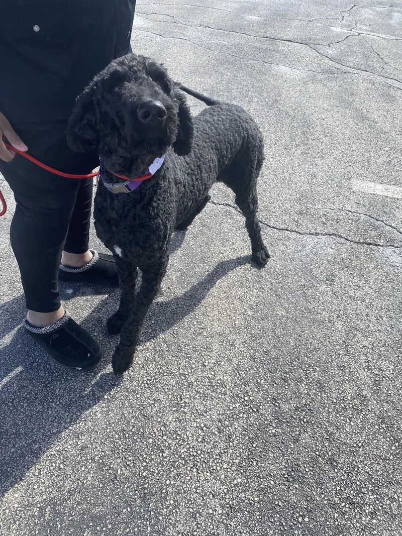 An adult medium-sized male Black Standard Poodle dog named Beau for adoption in Homewood, IL