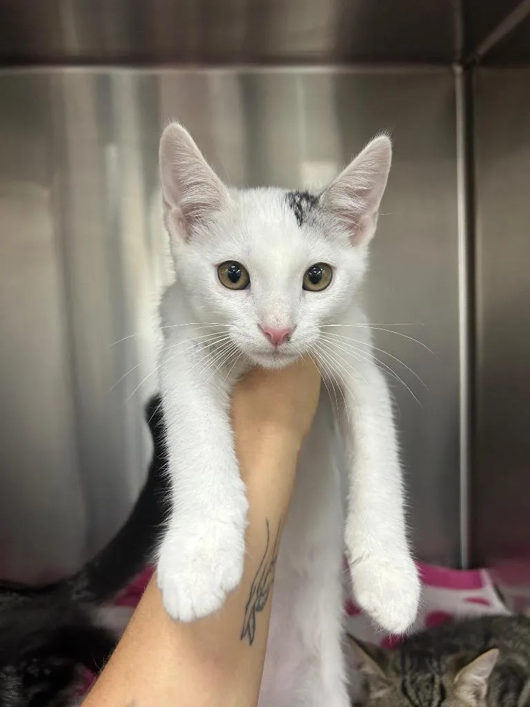 A baby small-sized male Domestic Short Hair cat named Mikel for adoption in Thousand Oaks, CA