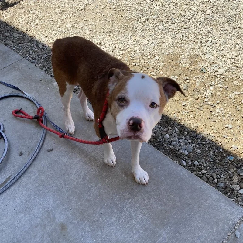 An adult medium-sized male Yellow / Tan / Blond / Fawn Pit Bull Terrier dog named Bruno for adoption in Westminster, CA