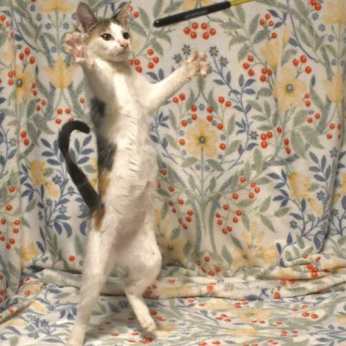 A baby small-sized female White Calico cat named Grace for adoption in Gilbert, AZ