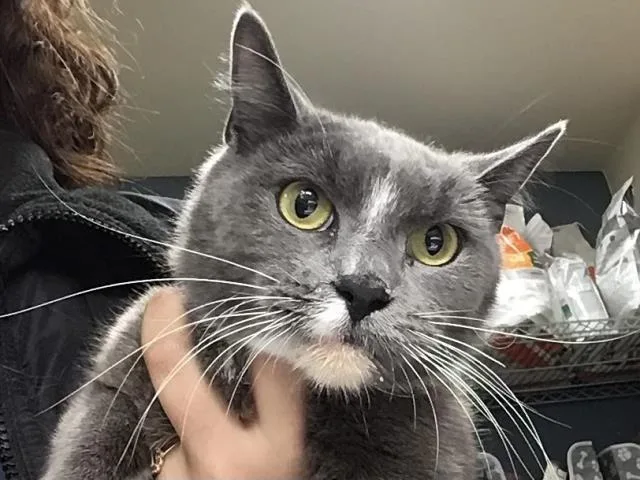 A young small-sized female Domestic Short Hair cat named Peanut for adoption in Riverside, CA