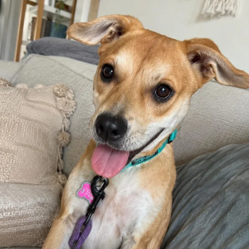 A young medium-sized female Yellow / Tan / Blond / Fawn Mixed Breed dog named Magnolia for adoption in QUINCY, FL