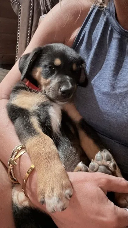 A baby medium-sized male Catahoula Leopard Dog dog named Wilder for adoption in Fort Worth, TX