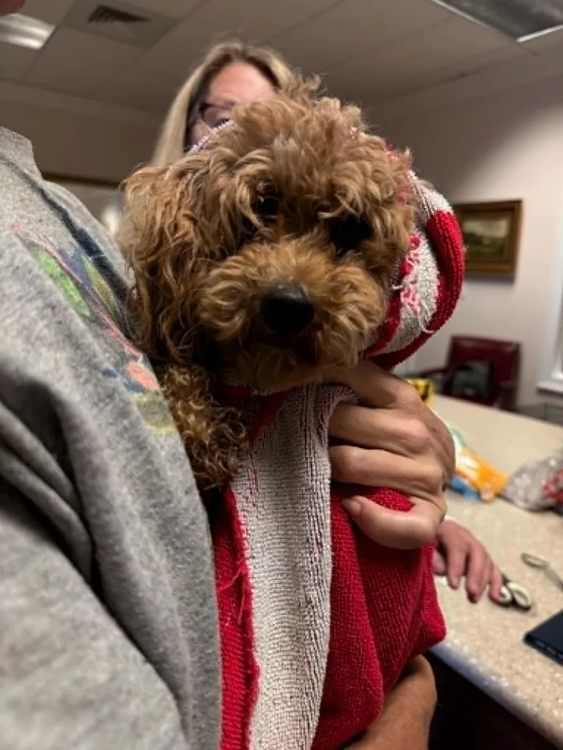 An adult small-sized female Standard Poodle dog named Flame for adoption in Holly Springs, NC