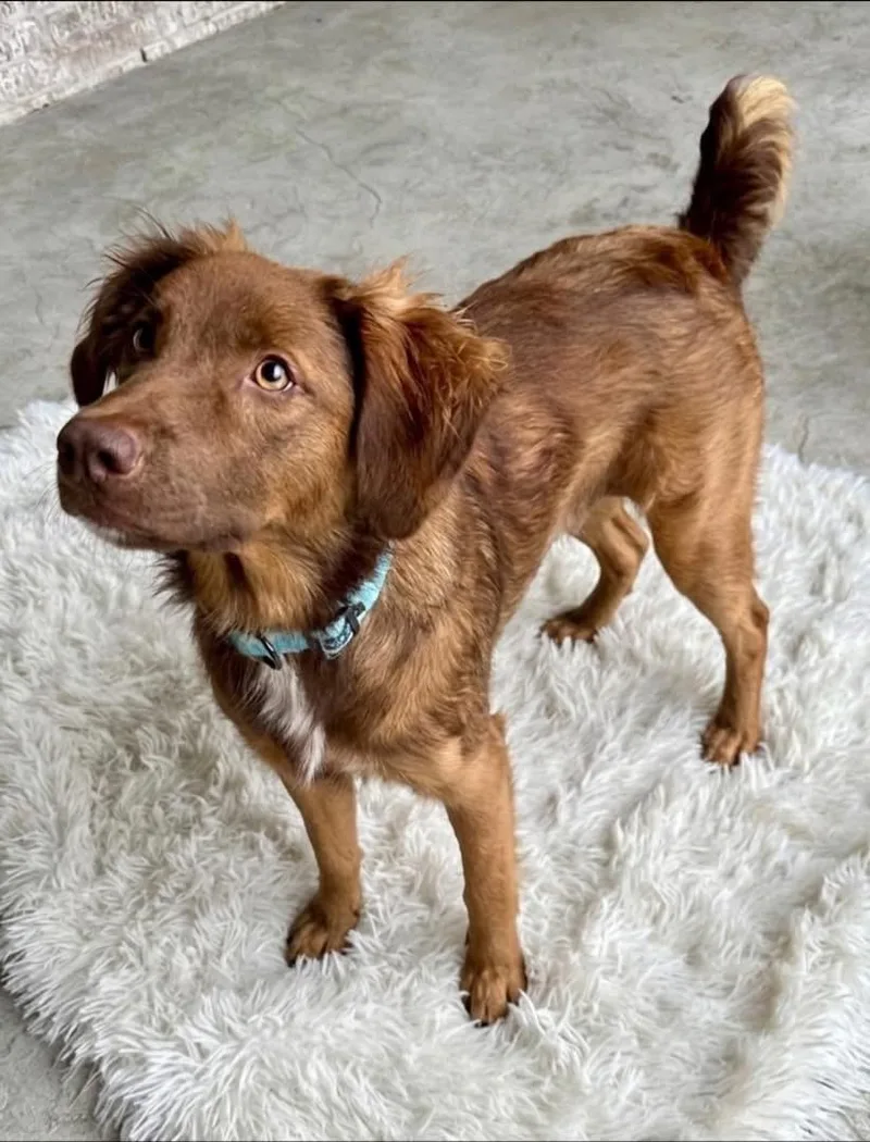 A young medium-sized female Australian Shepherd dog named Kallie for adoption in Rockwall, TX