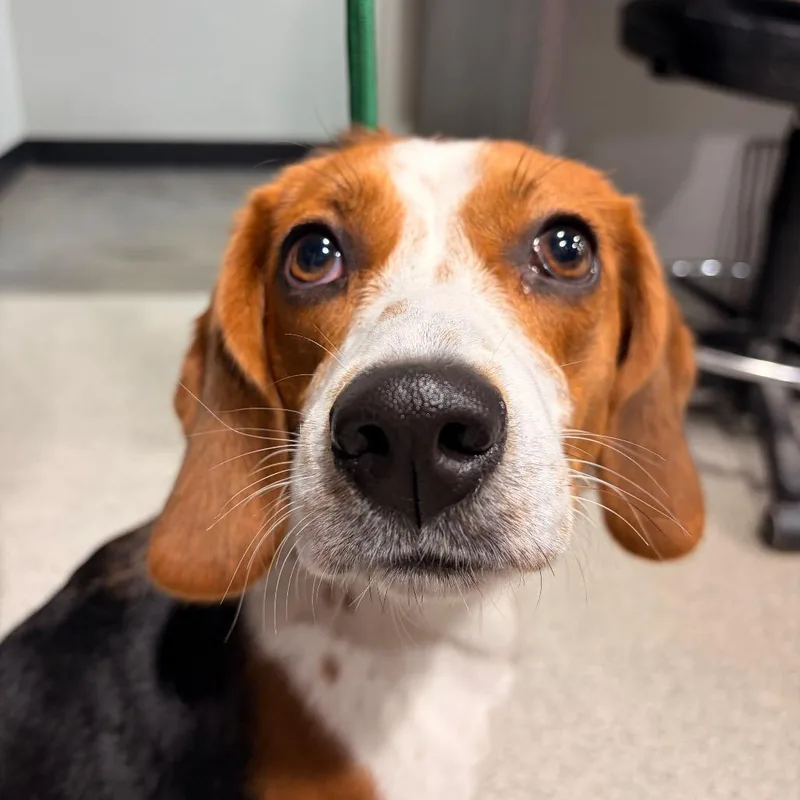 An adult medium-sized female White / Cream Beagle dog named Asiago for adoption in Tampa, FL