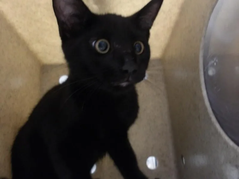 A baby small-sized male Domestic Short Hair cat named Rito for adoption in Los Angeles, CA