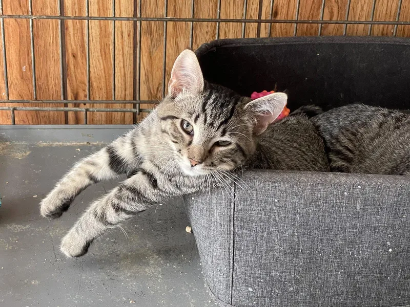 A baby medium-sized female Domestic Short Hair cat named Pipa for adoption in Herndon, VA