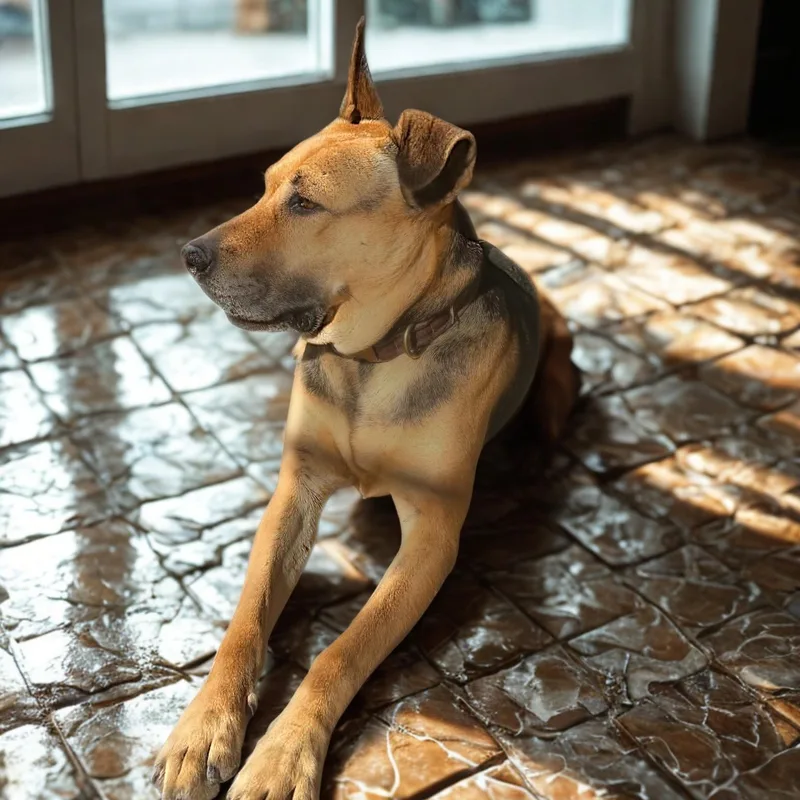 An adult medium-sized male Shepherd dog named Charlie for adoption in San Diego, CA