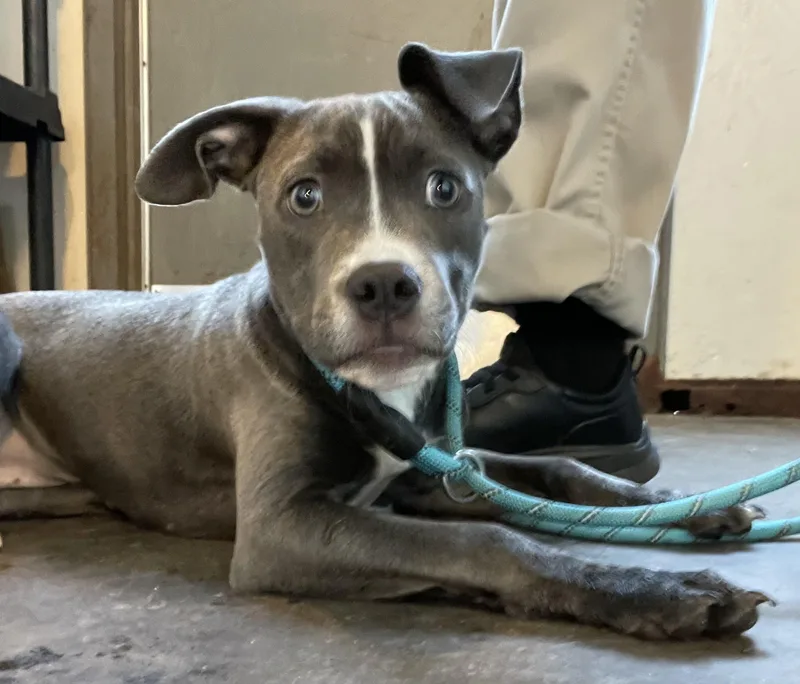 A baby medium-sized female Gray / Blue / Silver American Staffordshire Terrier dog named Jackie Hold for adoption in Canton, OH