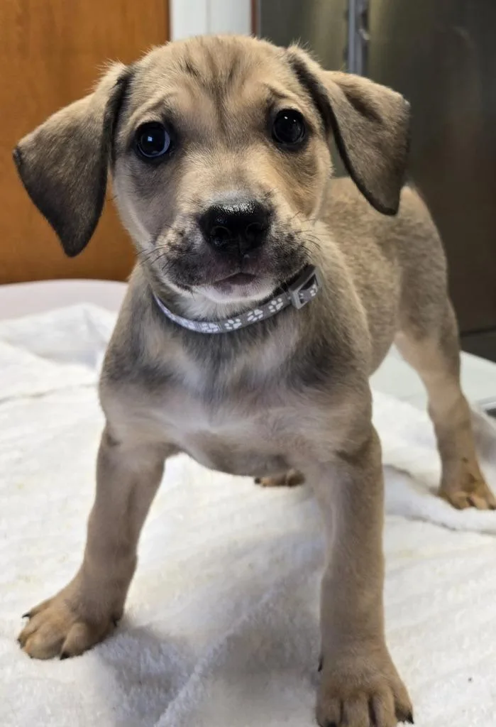 A baby small-sized female Doberman Pinscher dog named Marisol for adoption in Sandusky, OH