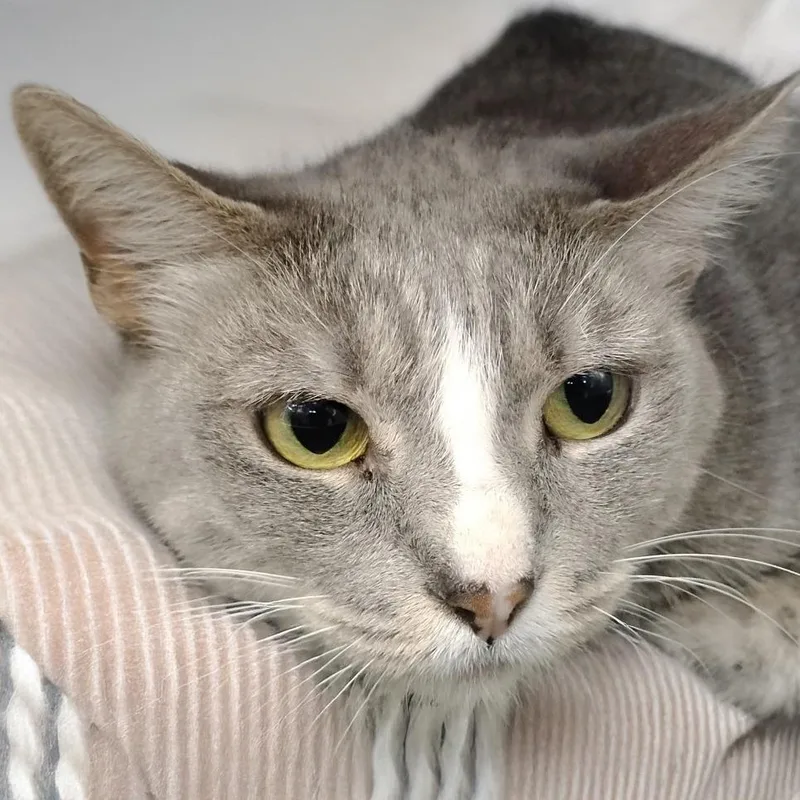 An adult medium-sized female Gray / Blue / Silver Domestic Short Hair cat named Stormy Beans for adoption in Austin, TX