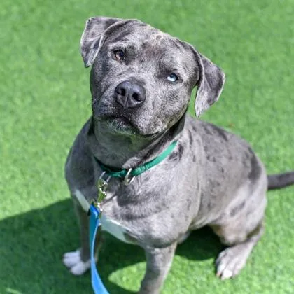 A young large-sized male Mixed Breed dog named Riggs for adoption in Westbrook, ME