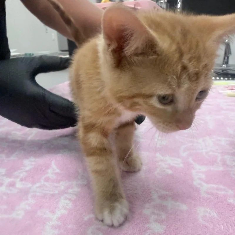A baby small-sized female Orange / Red Domestic Short Hair cat named Nora for adoption in Jupiter, FL