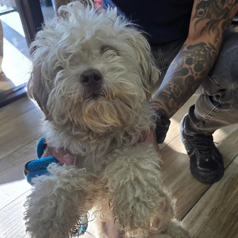 A young small-sized male White / Cream Mixed Breed dog named Cherry for adoption in Newark, NJ