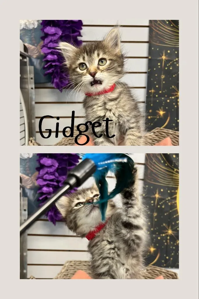 A baby small-sized female Domestic Medium Hair cat named Gidget for adoption in Pierceton, IN