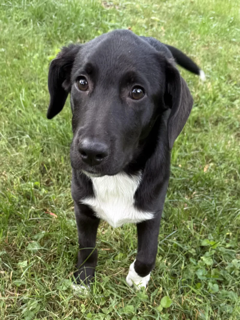 A baby large-sized female Black Labrador Retriever dog named Mari for adoption in Succasunna, NJ