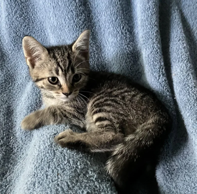 A baby medium-sized male Tabby cat named Calllum for adoption in Trexlertown, PA
