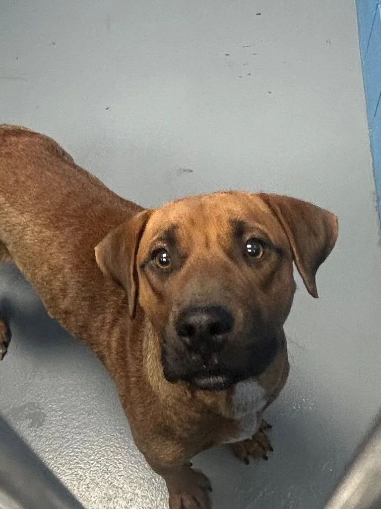 A young medium-sized male Labrador Retriever dog named Ridge for adoption in Hartsville, SC