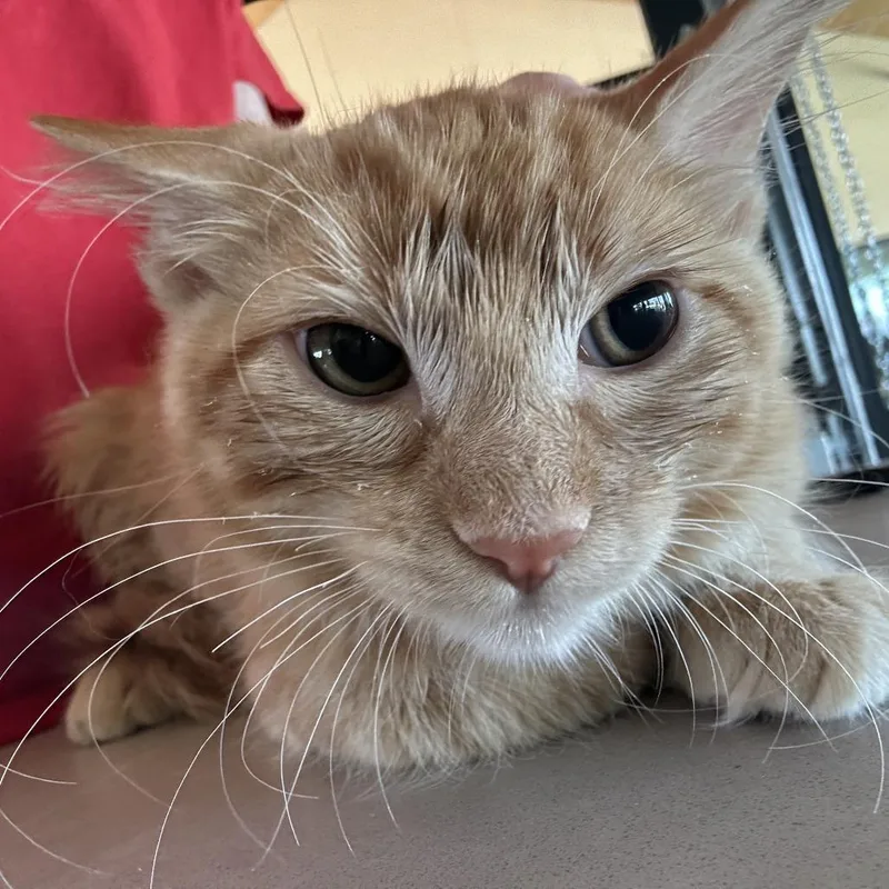 Harlan
