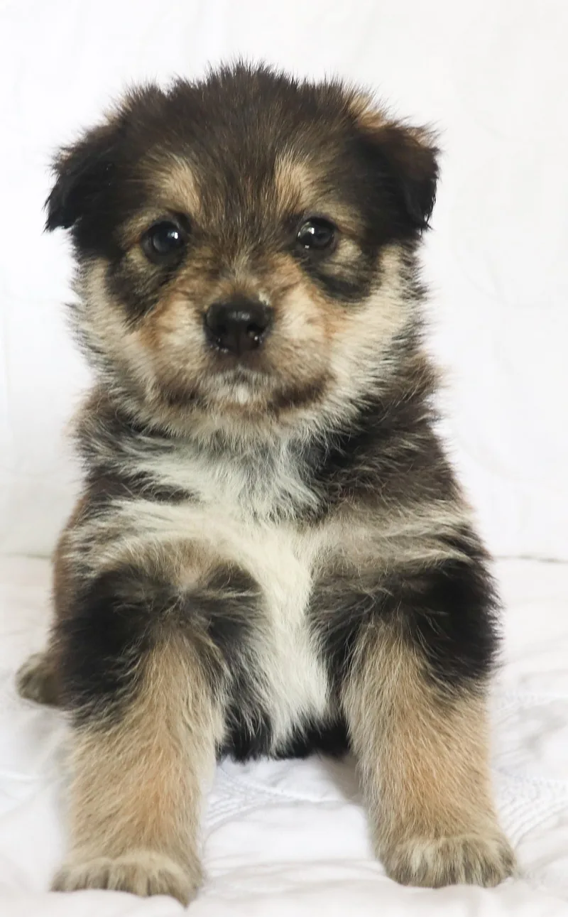 A baby medium-sized female Tricolor (Brown, Black, & White) German Shepherd Dog dog named Dorothy for adoption in Saint Paul, MN