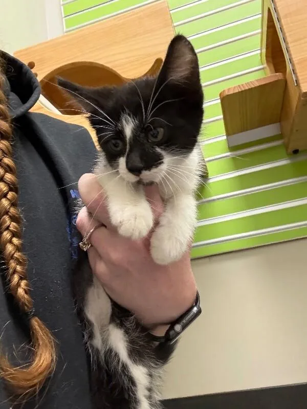 A young medium-sized female Black Domestic Short Hair cat named Median for adoption in Osseo, MI