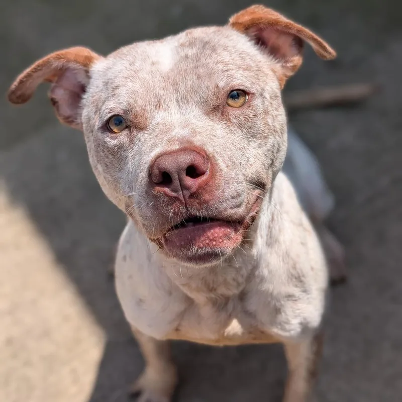 A young medium-sized male White / Cream Pit Bull Terrier dog named Sir for adoption in Deerfield, IL
