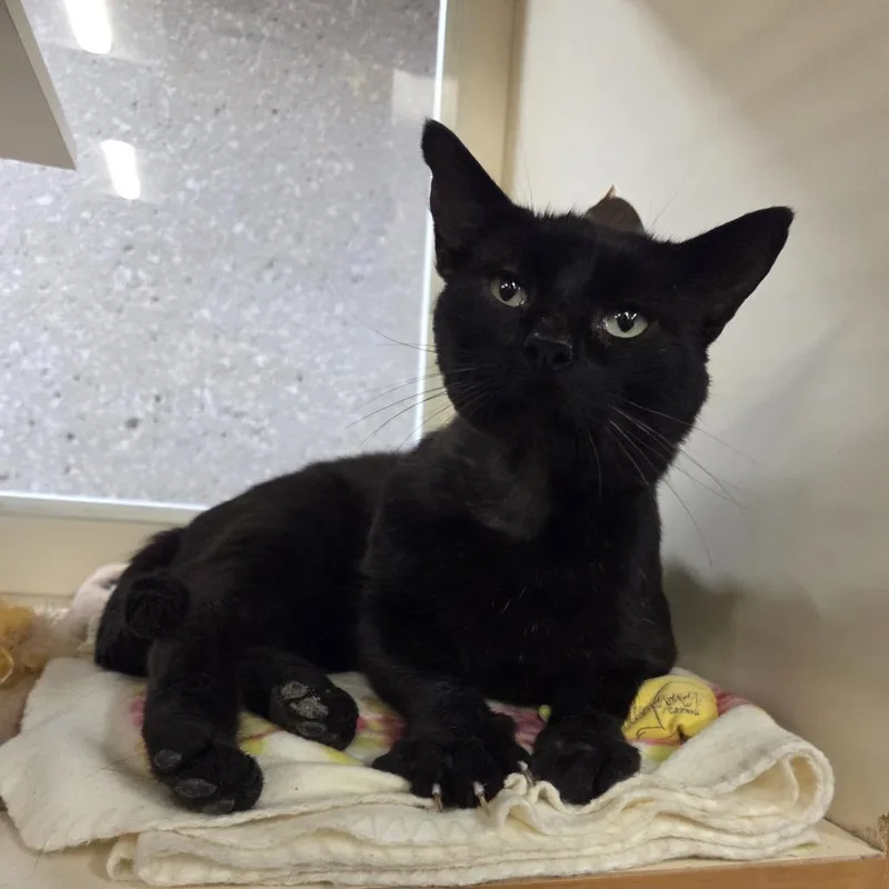 An adult medium-sized male Black Domestic Short Hair cat named Hamilton for adoption in Hinsdale, IL