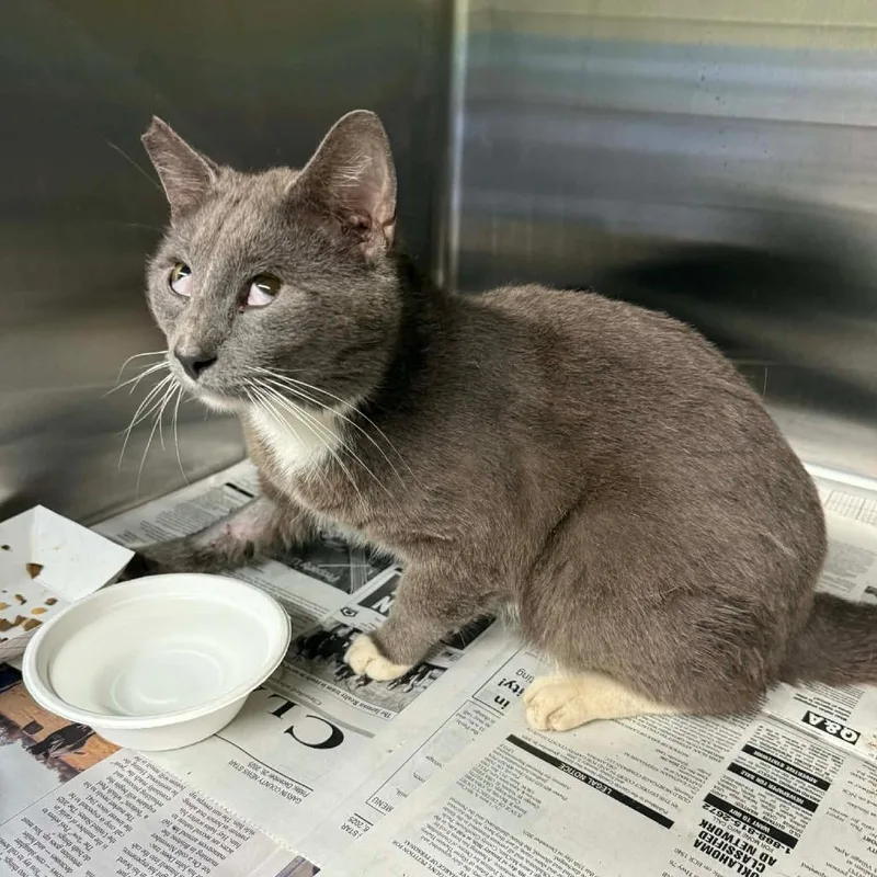 A senior medium-sized male Gray / Blue / Silver Domestic Short Hair cat named Dakota Bob for adoption in Pauls Valley, OK