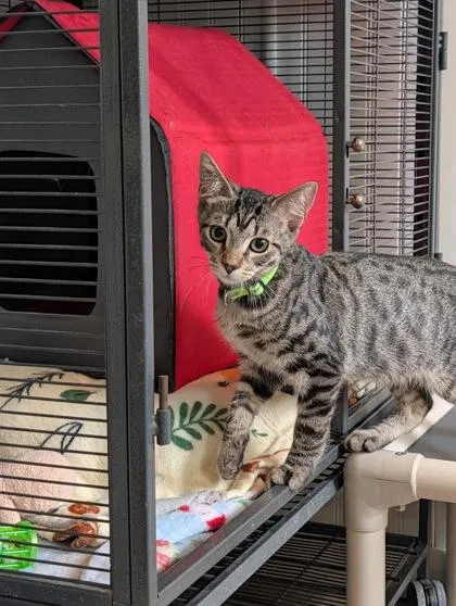 A baby small-sized male Domestic Short Hair cat named Garlic Knot for adoption in Bloomsburg, PA