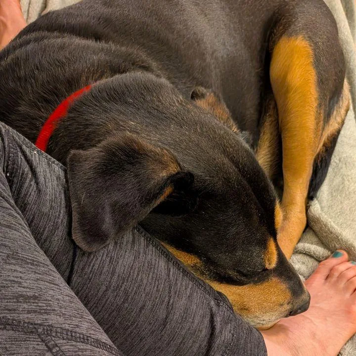 A senior large-sized female Black German Shepherd Dog dog named Lucy for adoption in Falls Church, VA