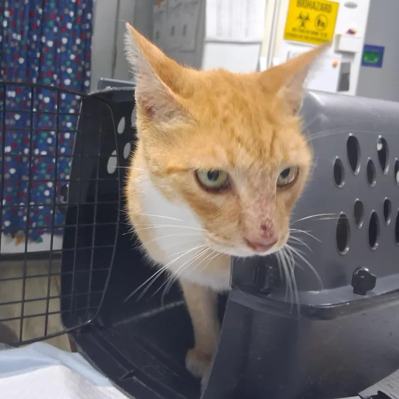 A senior large-sized male Orange / Red Domestic Short Hair cat named Dart for adoption in Summerville, SC