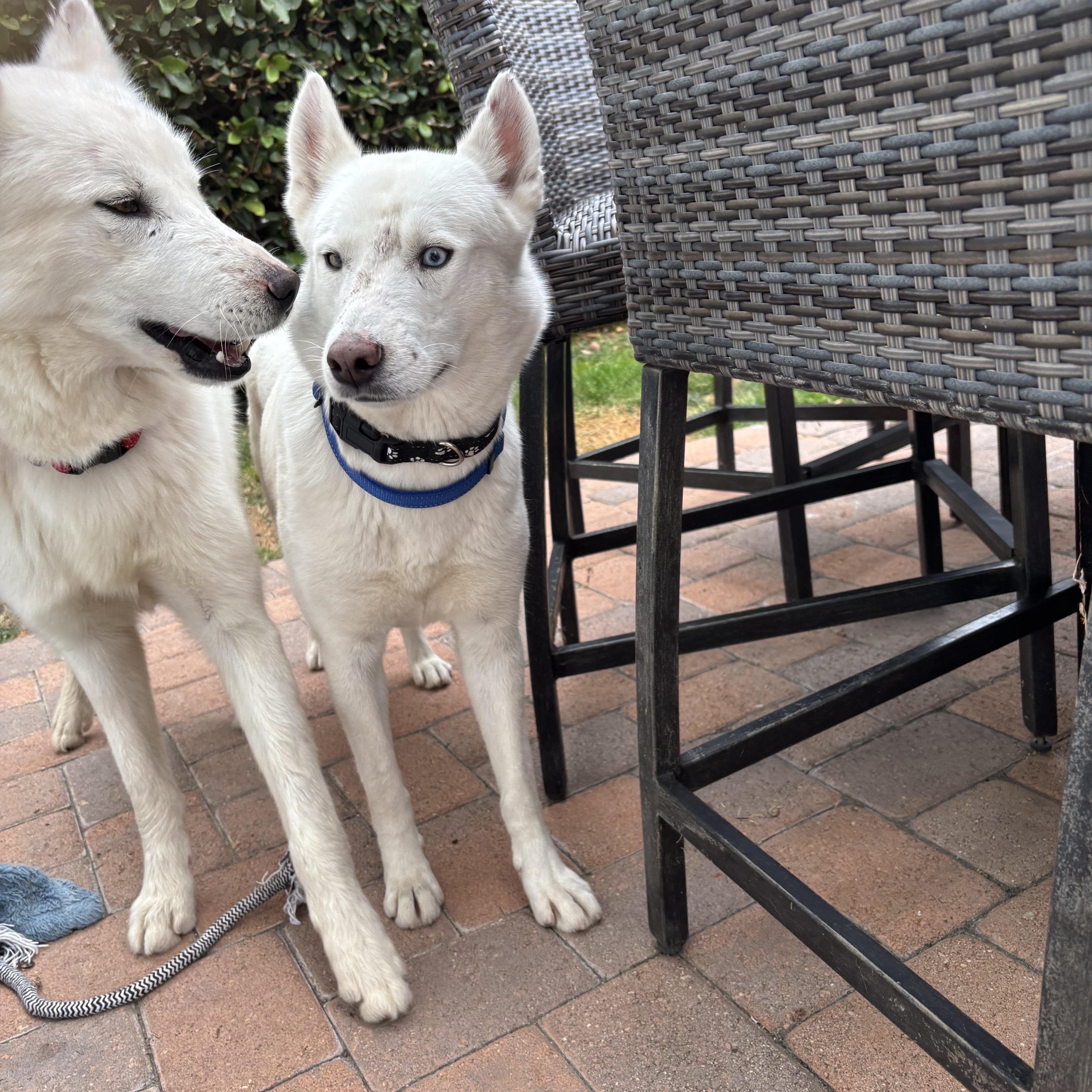 A baby medium-sized female White / Cream Siberian Husky dog named Elsa for adoption in Torrance, CA