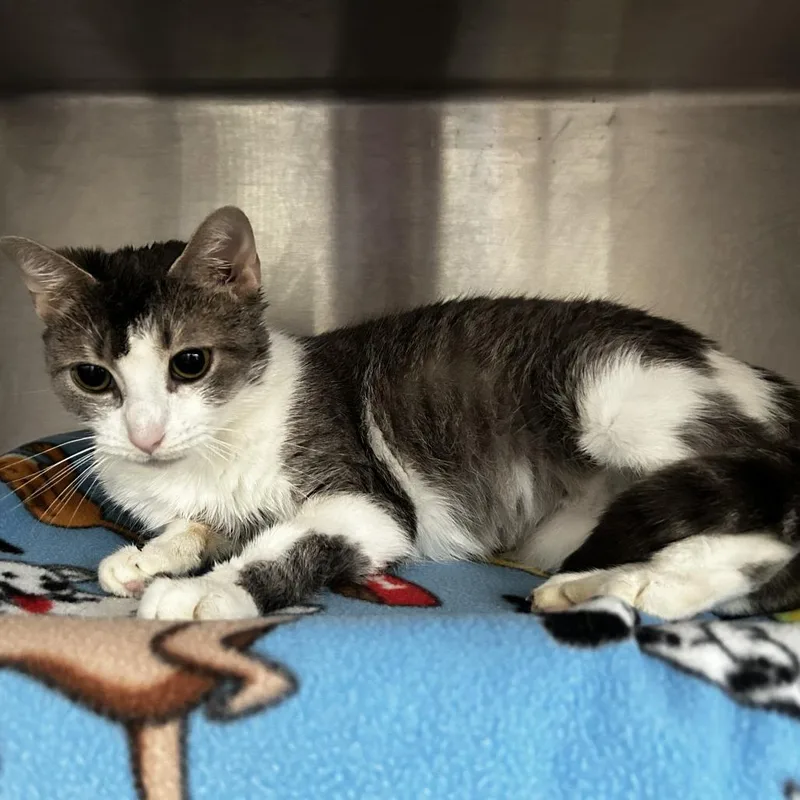 An adult medium-sized female Tabby (Gray / Blue / Silver) Domestic Short Hair cat named Lady Gaga for adoption in Evanston, IL