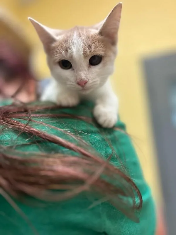 A young medium-sized female White Domestic Short Hair cat named Lemonade for adoption in Wooster, OH