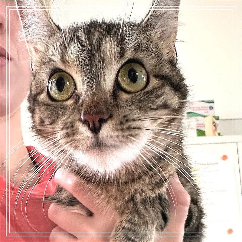 Tawny thumbnail 2