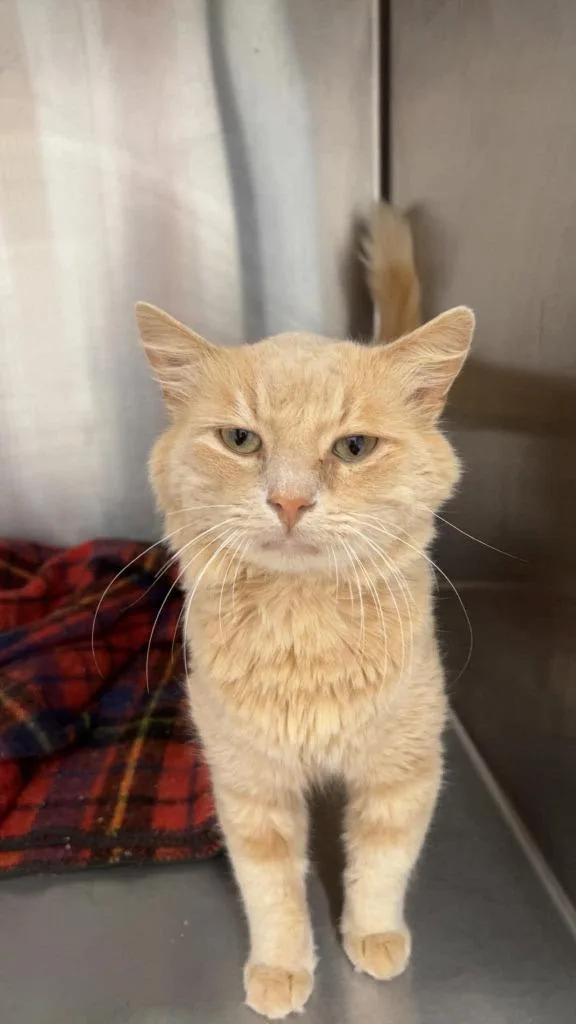 An adult medium-sized male Domestic Medium Hair cat named Fj for adoption in Republic, MO